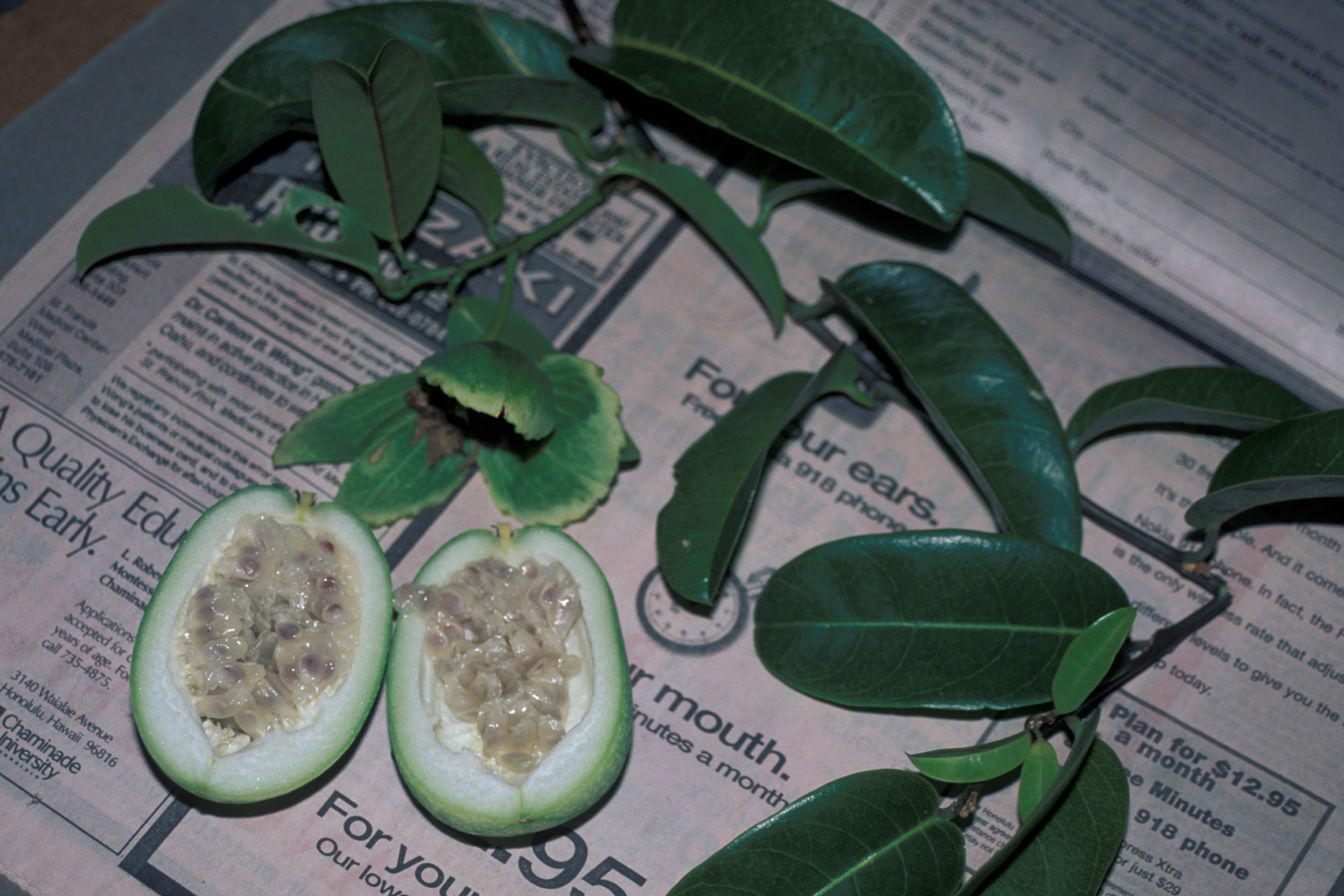 Passiflora laurifolia
